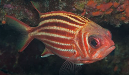 Pesce scoiattolo