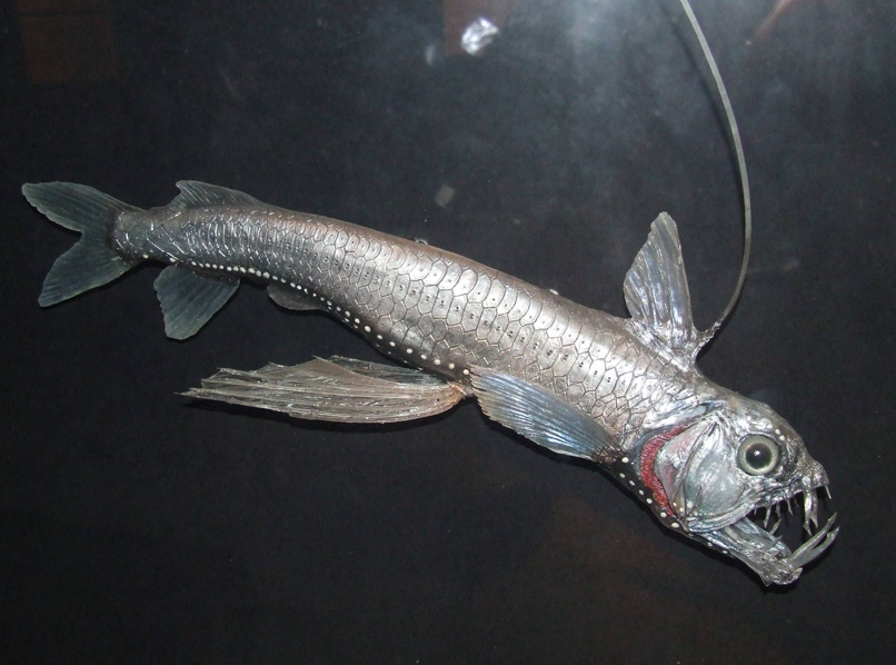 Pesce vipera