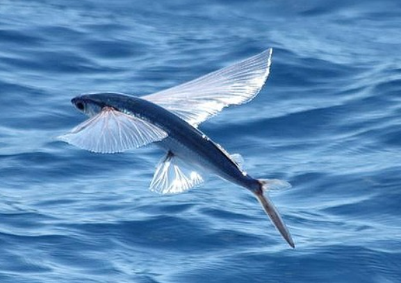 Pesce volante