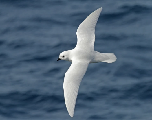 Petrello delle nevi