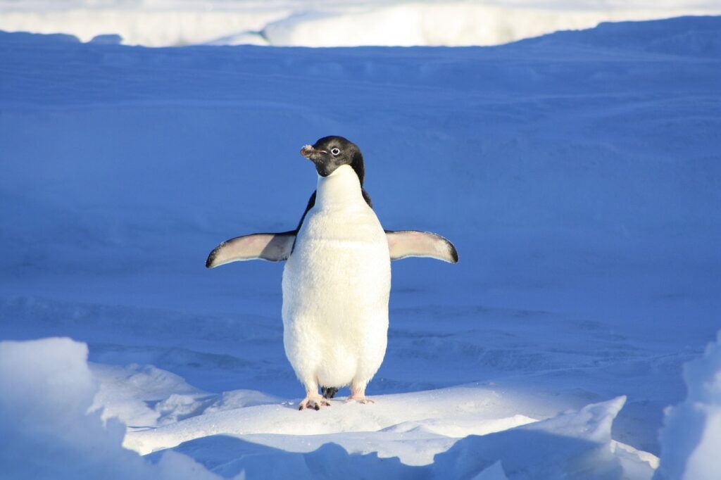 Pinguino di Adelia