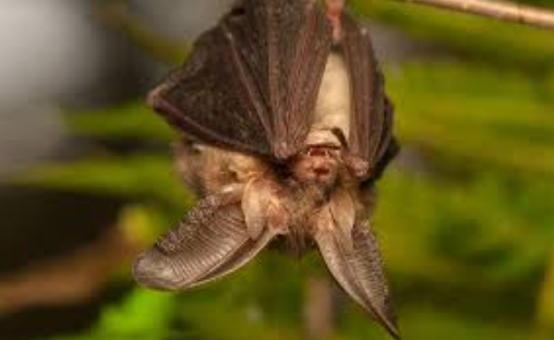 Pipistrello bruno