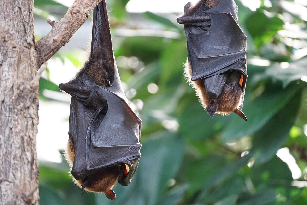 Pipistrello della frutta Pipistrello della frutta
