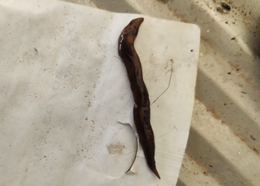 Planaria sotterranea