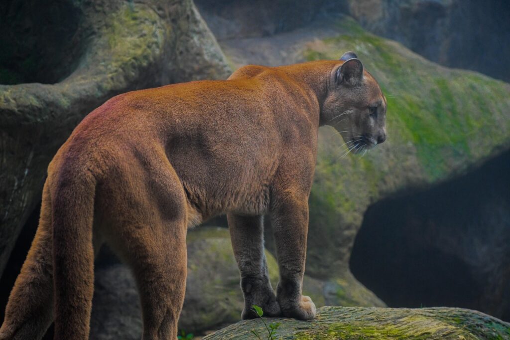 Puma