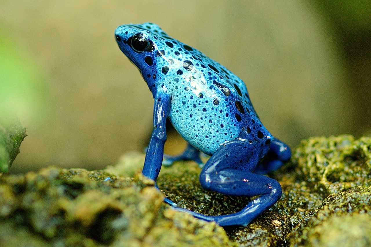 Rana freccia avvelenata Rana freccia