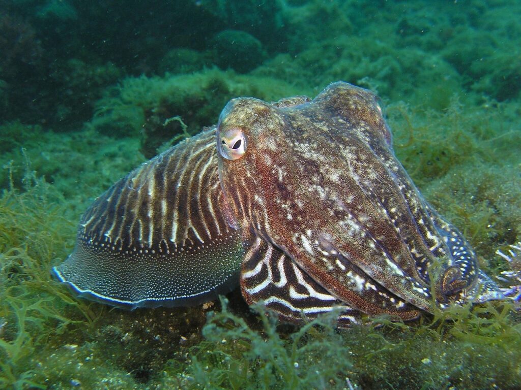 Seppia