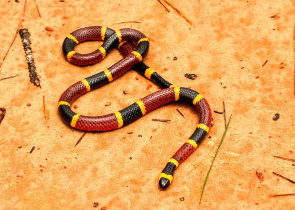 Serpente corallo
