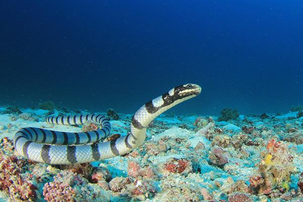 Serpente di mare abissale