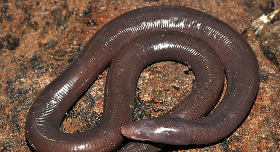 Serpenti vermiformi