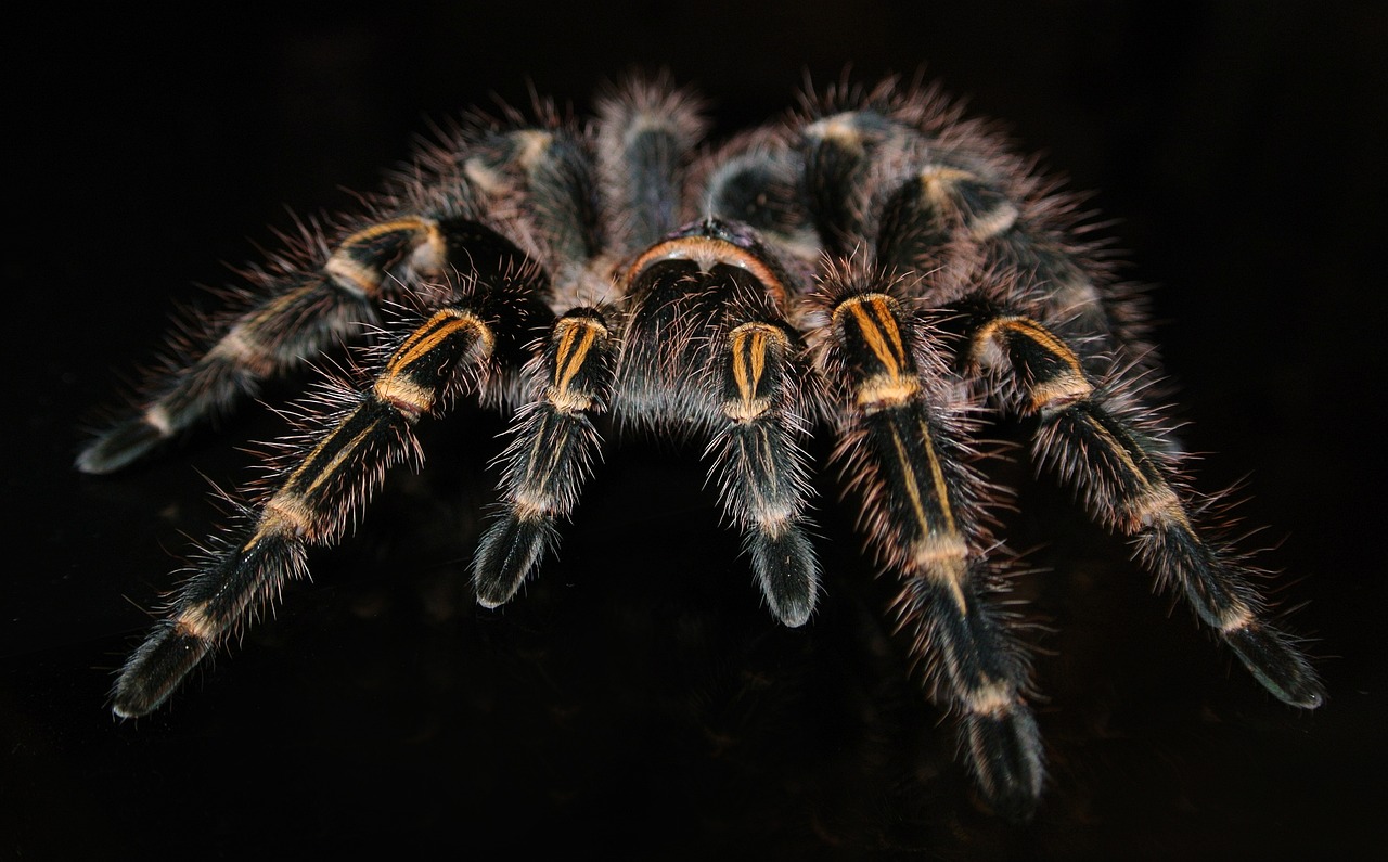 Tarantola Tarantola