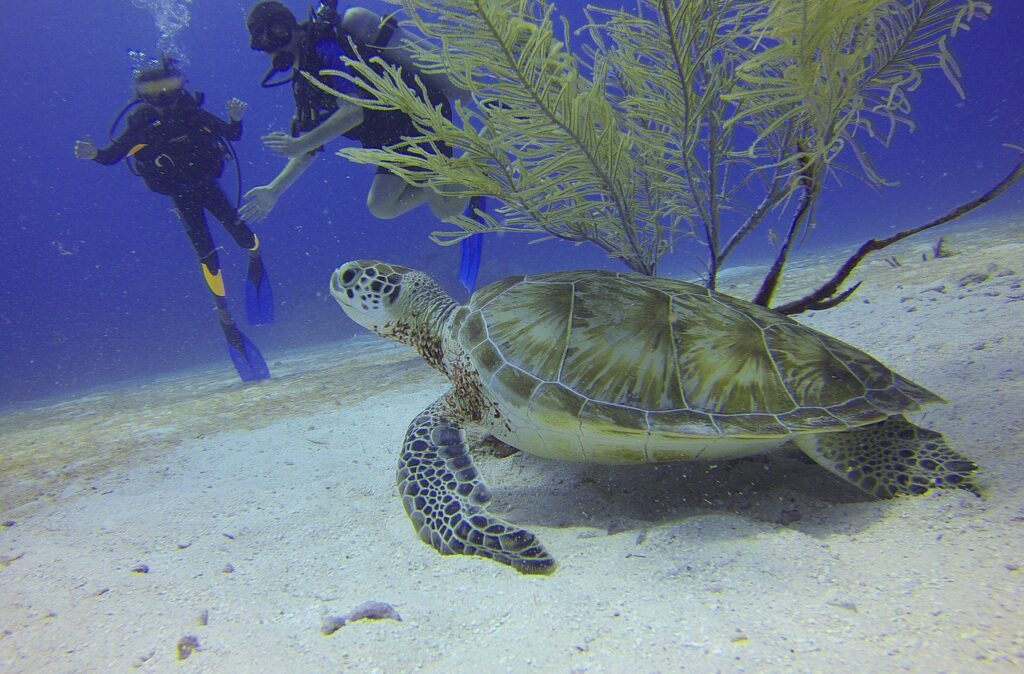 Tartaruga caretta