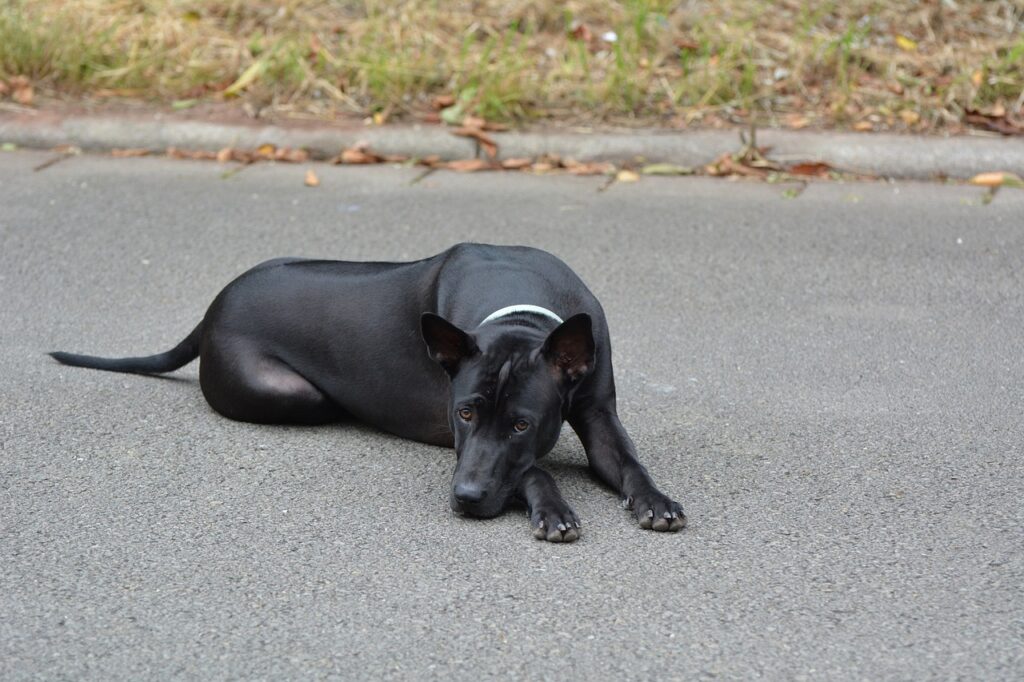 Thai Ridgeback