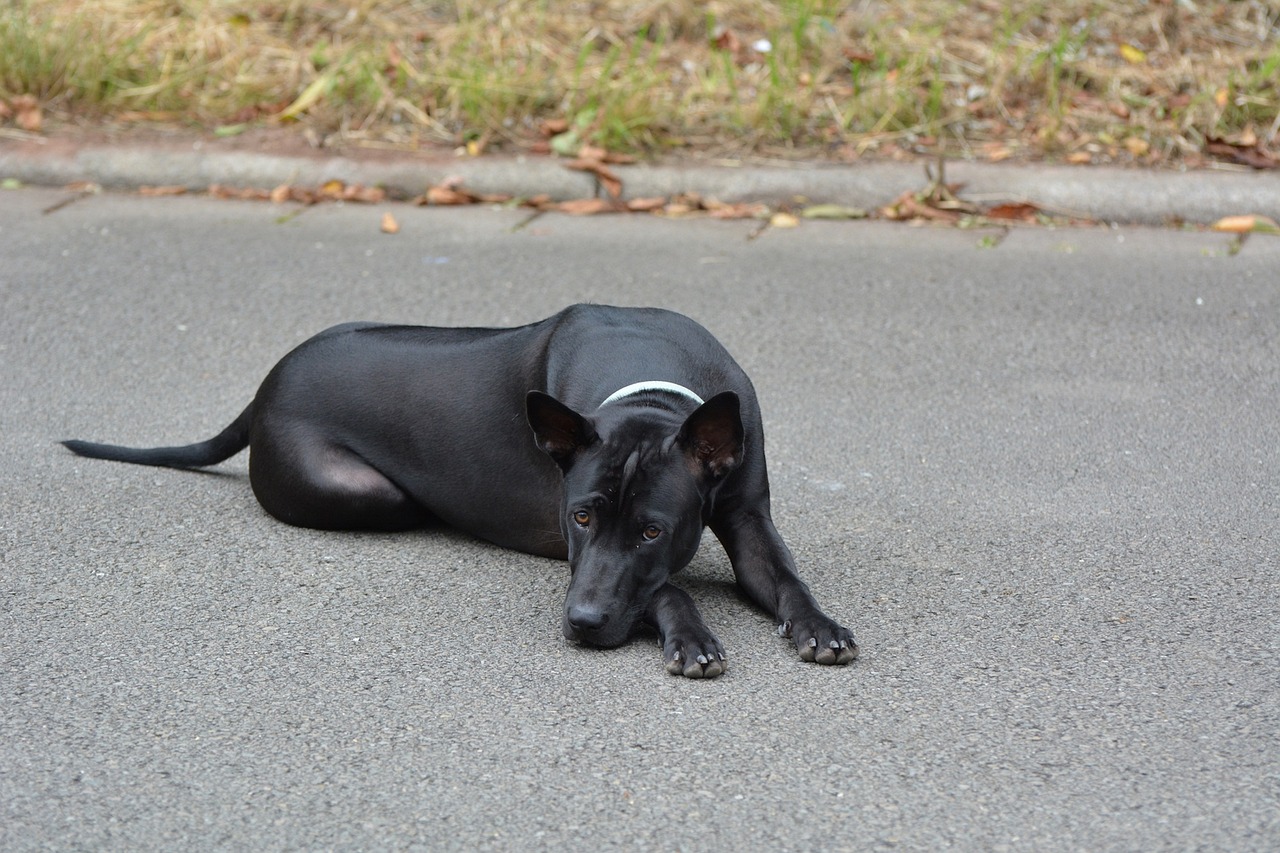 Thai Ridgeback Thai Ridgeback