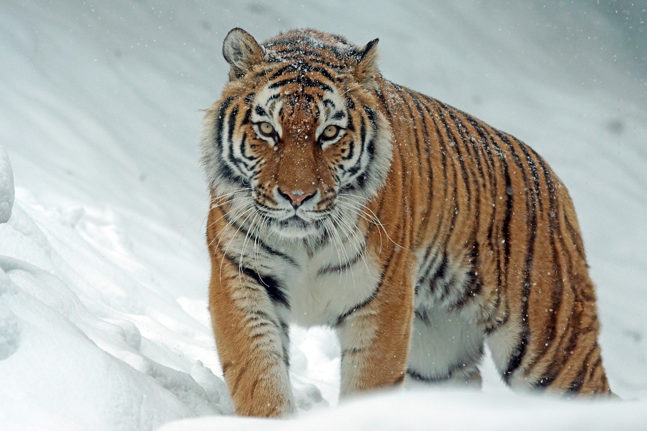 Tigre siberiana Tigre siberiana