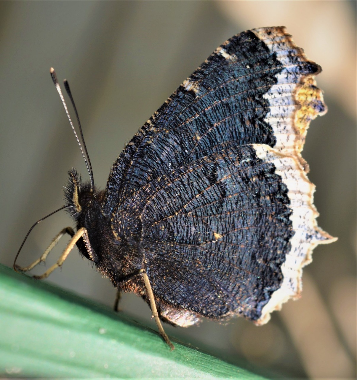 vanessa antiopa
