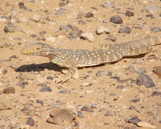 Varano del deserto