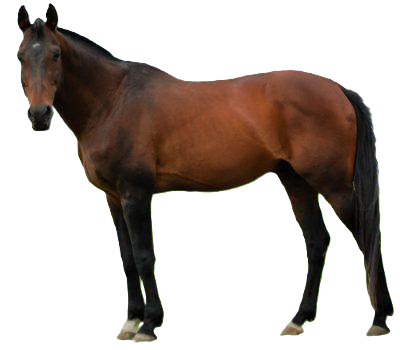 Cavallo Waler