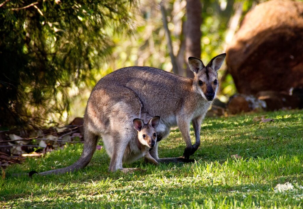 Wallaby