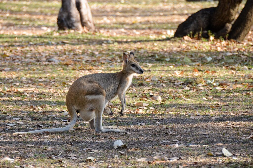 Wallaroo