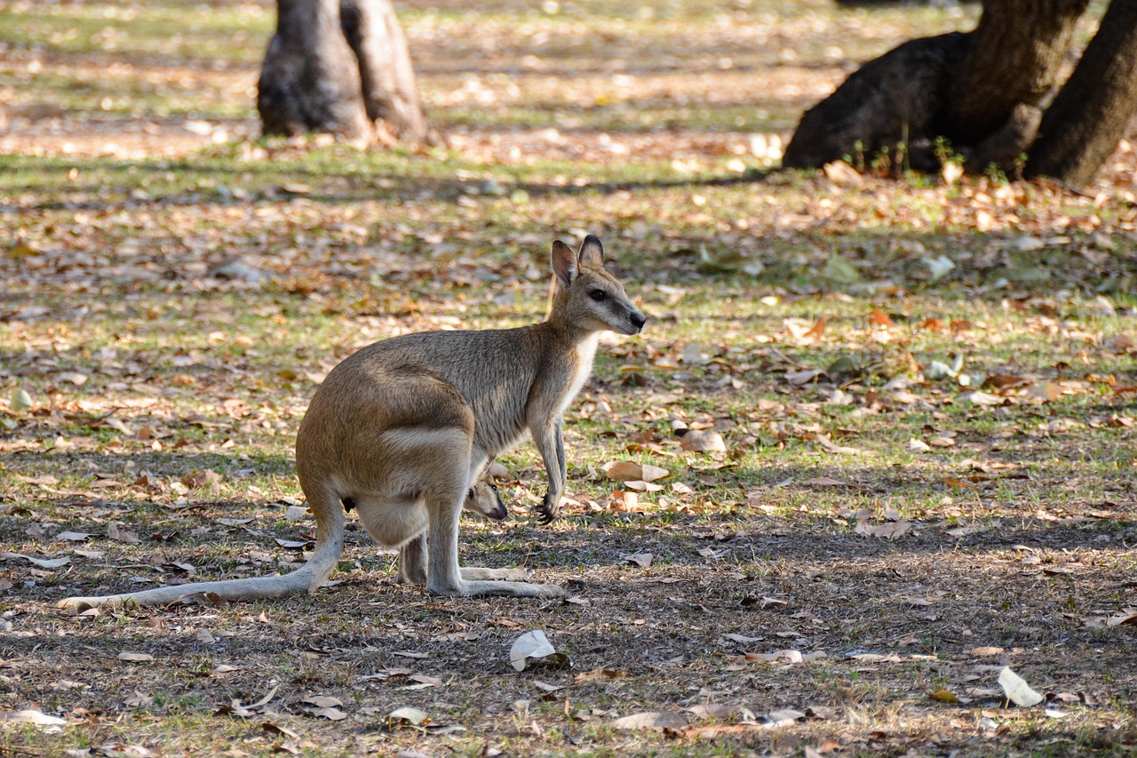 Wallaroo Wallaroo