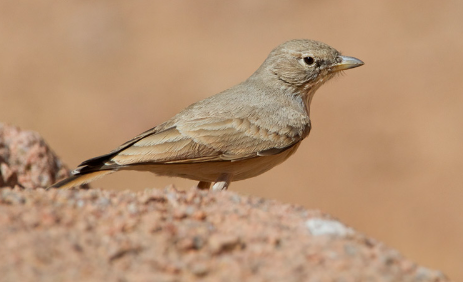 Allodola del deserto