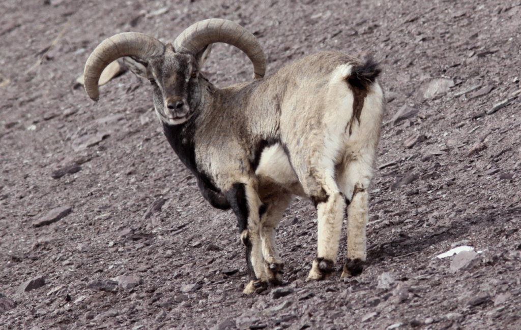 Bharal