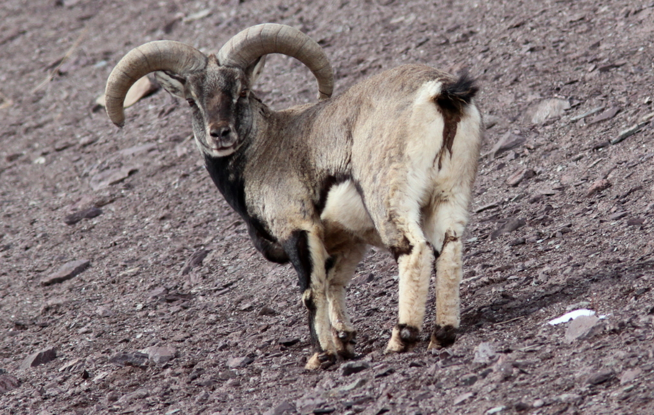 Bharal