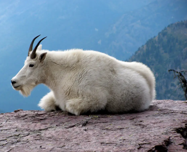 Capra delle nevi