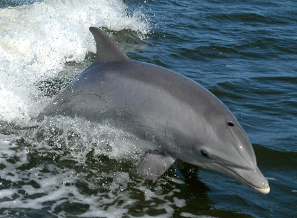 Delfino tursiope