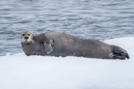 Foca barbata