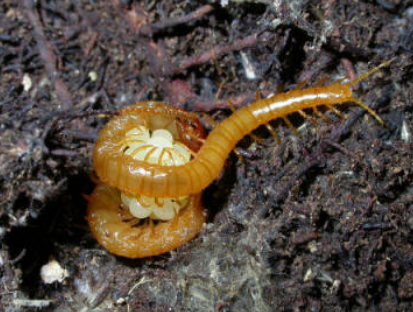 Geofilomorfi