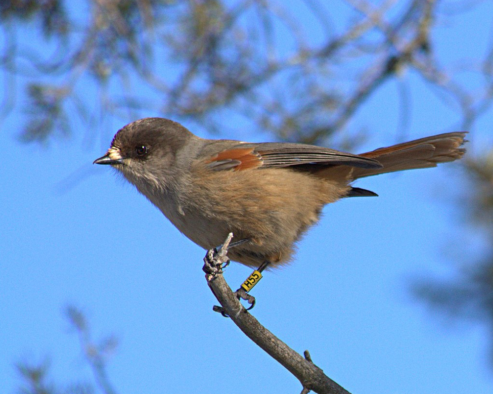 Ghiandaia siberiana