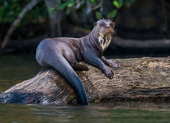 Lontra gigante