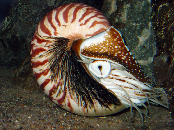 Nautilus
