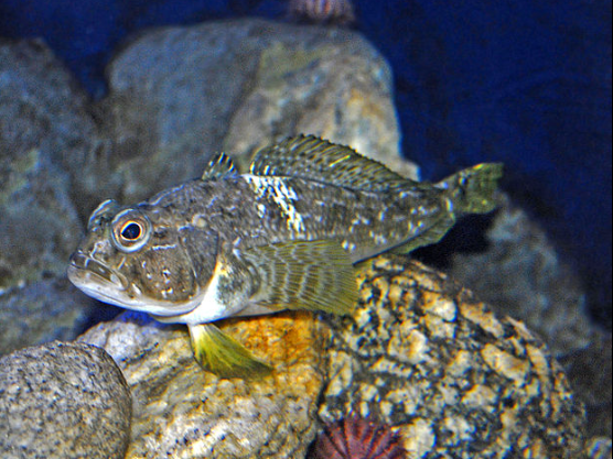 Notothenia della banchisa