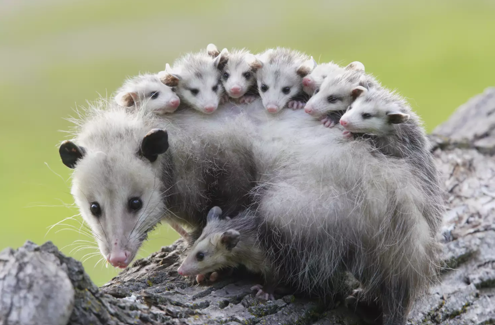Opossum delle Ande
