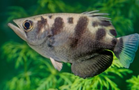 Pesce arciere