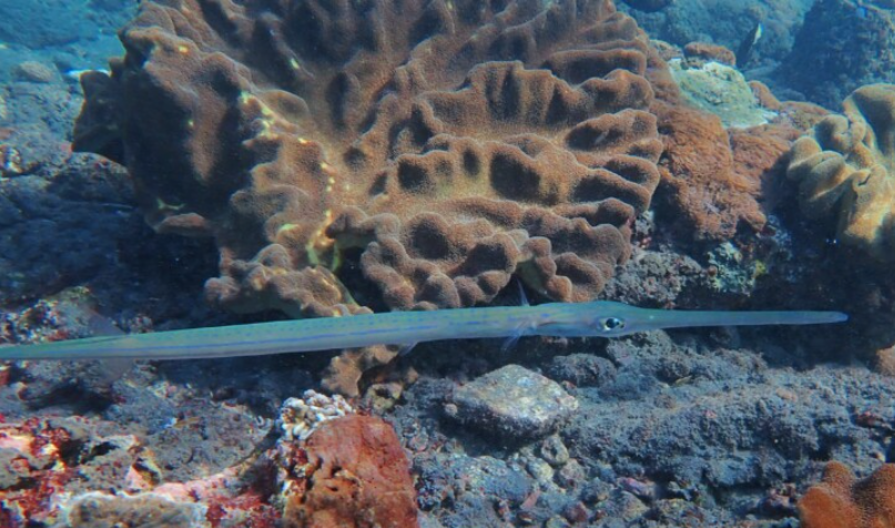 Pesce flauto
