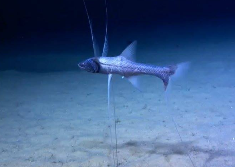 Pesce tripode