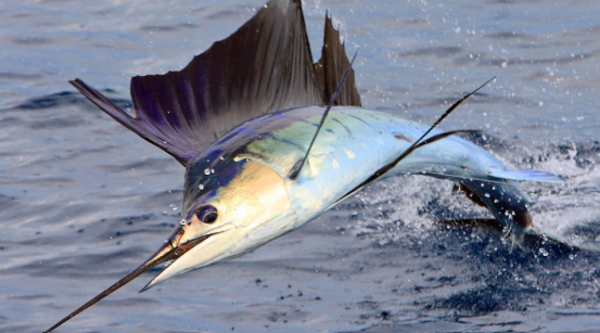 Pesce vela