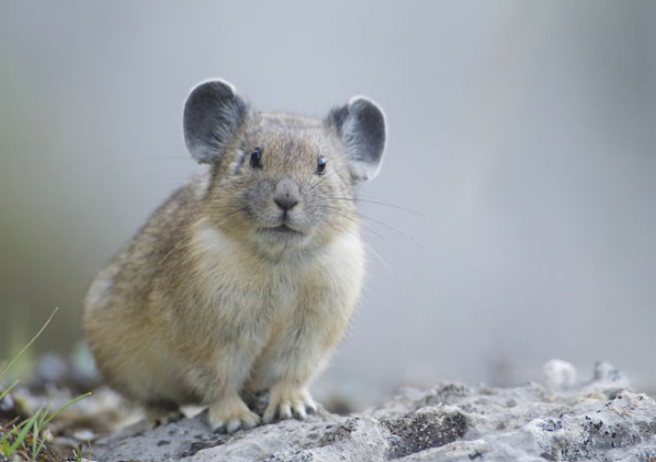 Pica della tundra