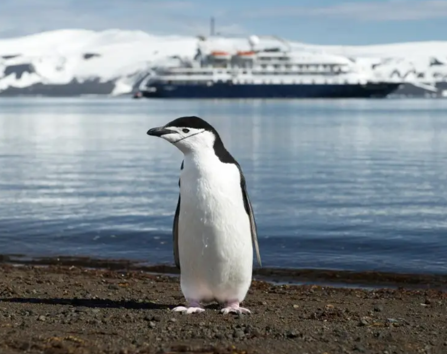Pinguino chinstrap
