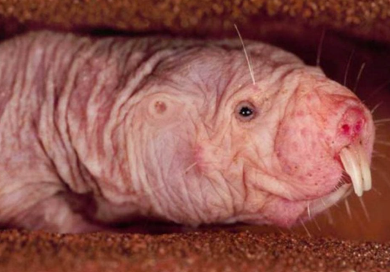 Ratto talpa nudo