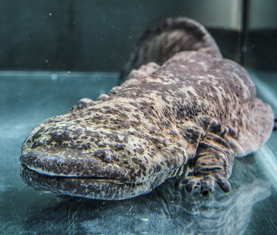Salamandra gigante