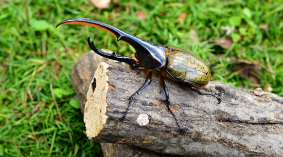 Scarabeo Ercole