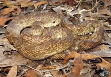 Serpente toro
