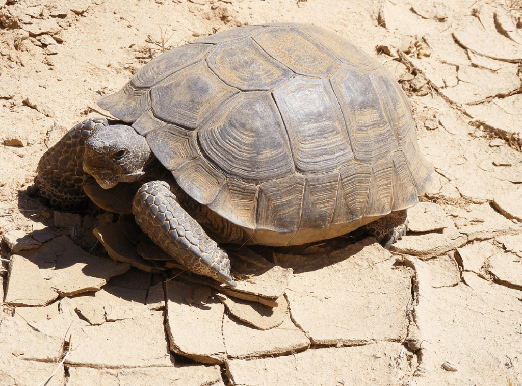 Tartaruga del deserto