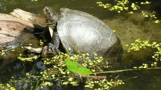 Tartaruga palustre