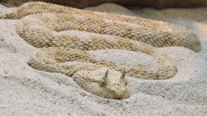 Vipera cornuta